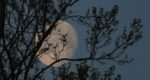 Bámulom a holdat - fotó: Tamás-Haim